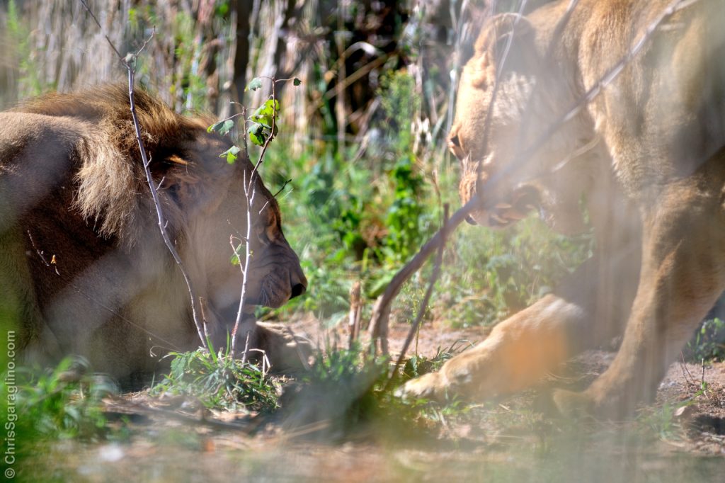 African Lion