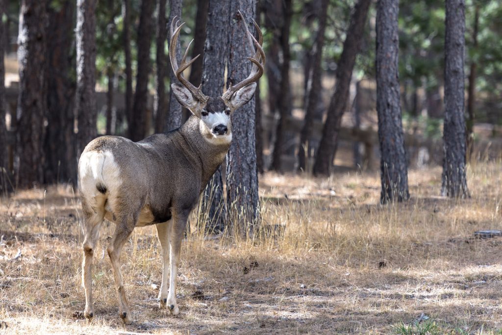 Mule Deer a Buck & Doe