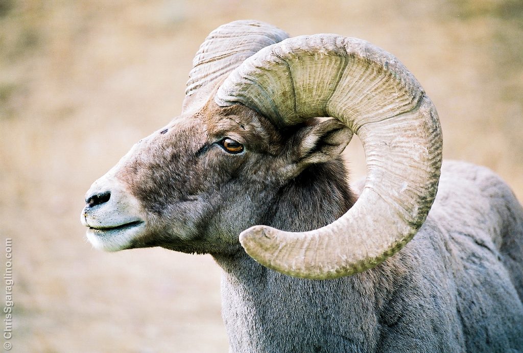 Big Horn Sheep