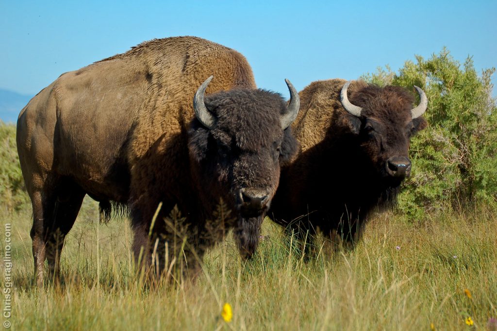 buffalo—him–her_4151811386_o