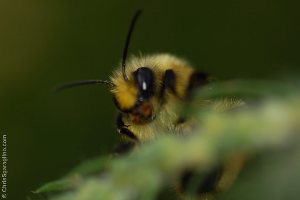 bumble-bee_4151052657_o