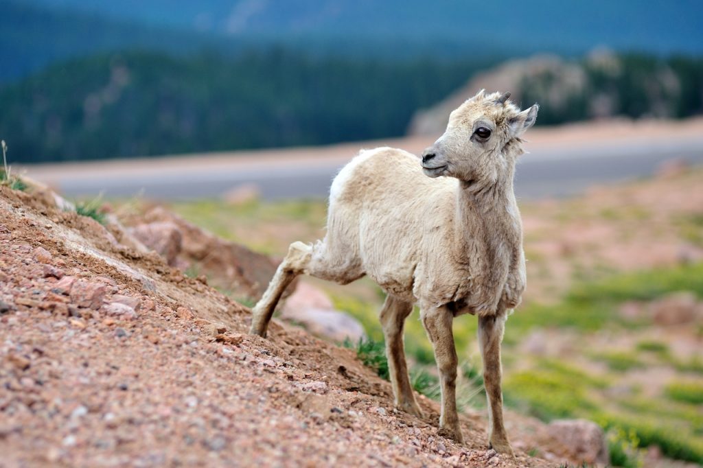 Big Horn Sheep on Pikes Peak