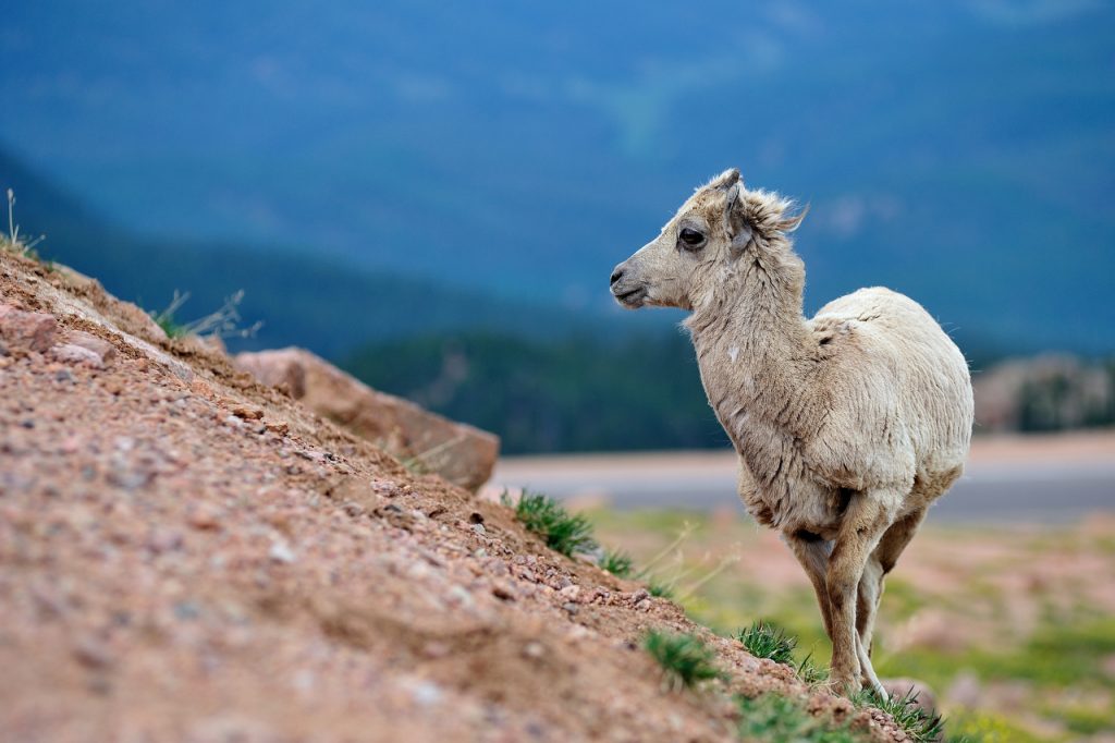 Big Horn Sheep on Pikes Peak