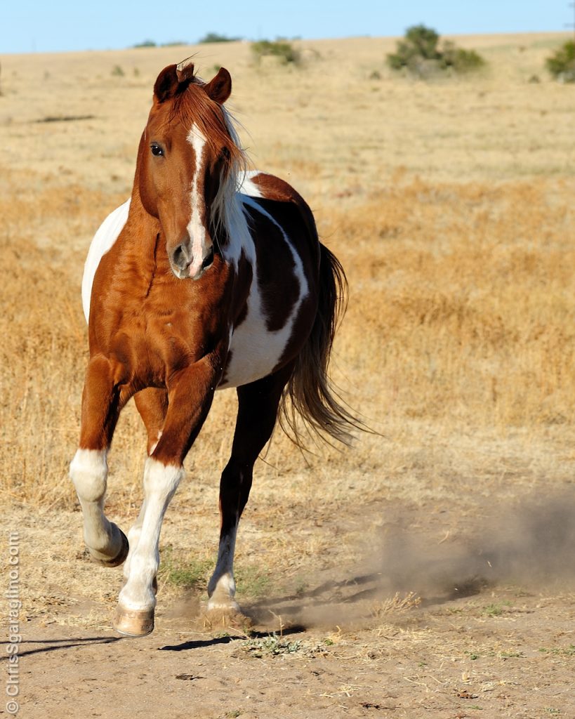 Carson on the Ranch with the Horses