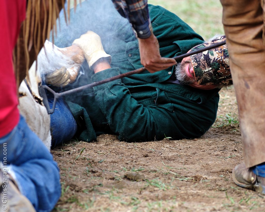 Cattle Branding
