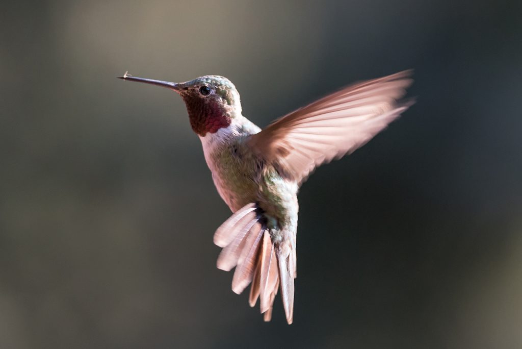 hummingbird_28618289642_o