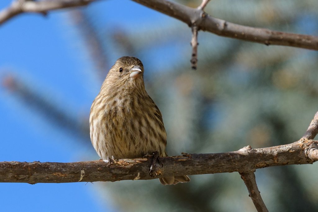 Testing the D500 by shooting local sparrows.