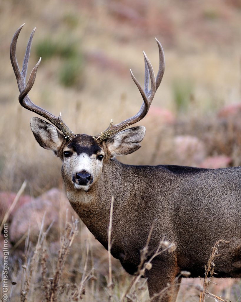 Mule Deer