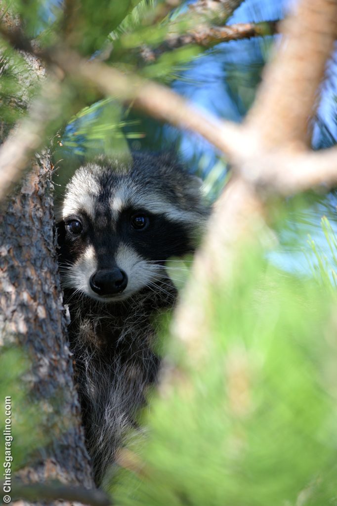 Raccoon