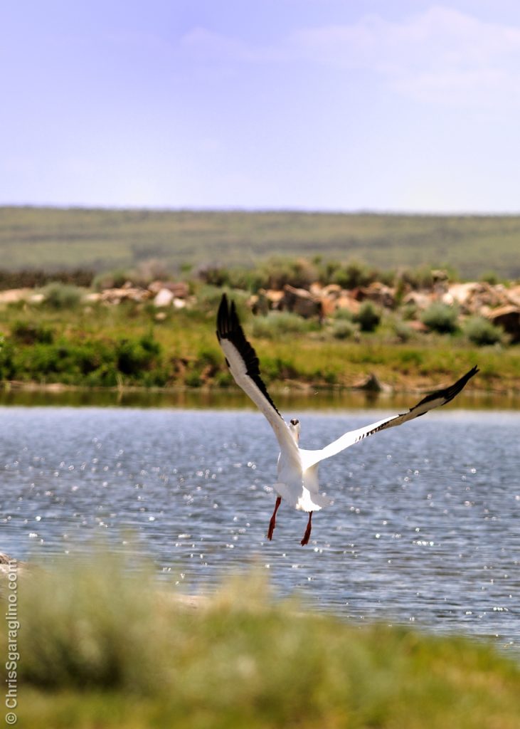 seagulls-on-the-ranch_4151798138_o